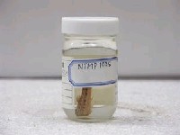 藏品(中華鰍)的圖片